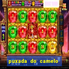 puxada do camelo jogo do bicho