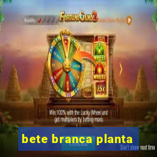 bete branca planta