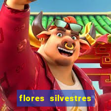 flores silvestres desbravadores desbravadores 25